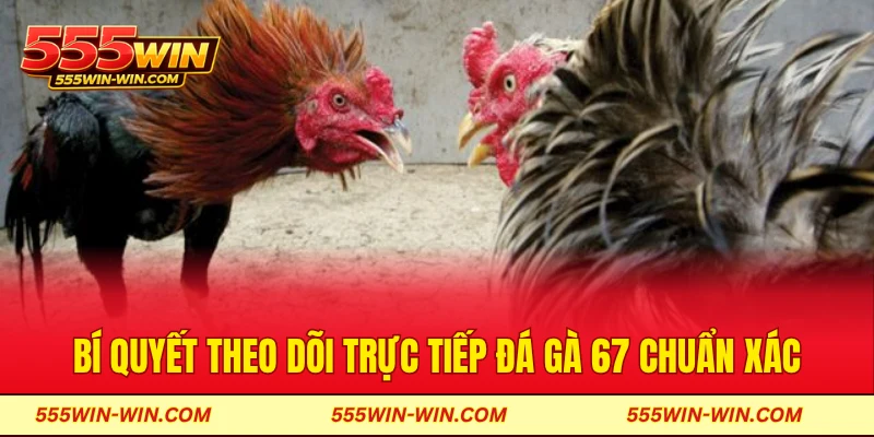 Bí quyết theo dõi trực tiếp đá gà 67 chuẩn xác