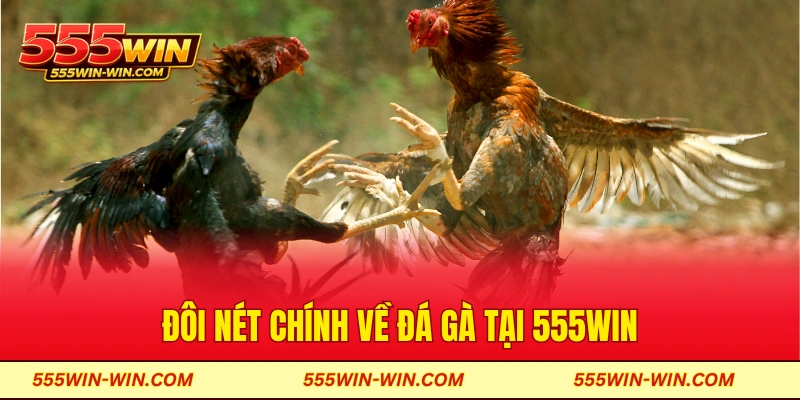 Đôi nét chính về đá gà tại 555win