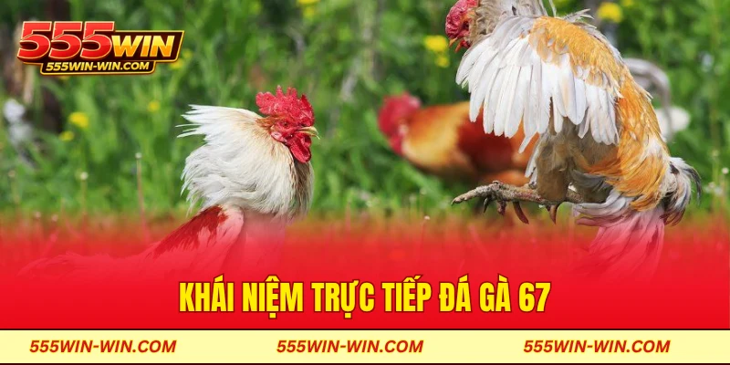 Khái niệm trực tiếp đá gà 67
