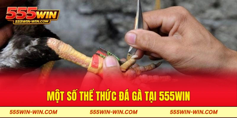 Một số thể thức đá gà tại 555win