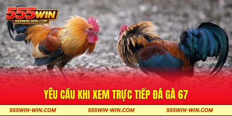 Yêu cầu khi xem trực tiếp đá gà 67